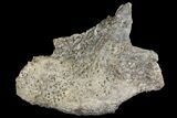 Permian Amphibian (Eryops) Fossil Premaxillary - Texas #155163-1